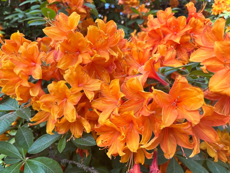 23-06-03 16-57-42 5808.jpeg